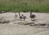 Greylag Goose at River Roach (Graham Mee) (97809 bytes)