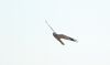 Hen Harrier at Wallasea Island (RSPB) (Paul Griggs) (9675 bytes)