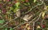 Barred Warbler at Gunners Park (Richard Howard) (96102 bytes)