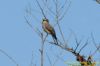 Spotted Flycatcher at Gunners Park (Richard Howard) (36192 bytes)