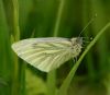 Green-veined White at Bowers Marsh (RSPB) (Graham Oakes) (52801 bytes)