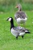 Barnacle Goose at Bowers Marsh (RSPB) (Graham Oakes) (61925 bytes)