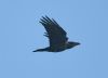 Raven at Bowers Marsh (RSPB) (Graham Oakes) (17598 bytes)