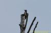Great Spotted Woodpecker at Canvey Wick (Richard Howard) (48379 bytes)