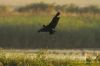 Glossy Ibis at Vange Marsh (RSPB) (Richard Howard) (47155 bytes)