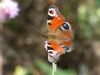 Peacock Butterfly at Bowers Marsh (RSPB) (Richard Howard) (170938 bytes)