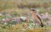 Wheatear at Gunners Park (Andrew Armstrong) (55472 bytes)
