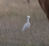Cattle Egret at Wallasea Island (RSPB) (Jeff Delve) (59179 bytes)