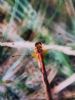 Yellow-winged Darter at Hadleigh Marshes (Bob Young) (51236 bytes)