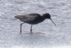 Spotted Redshank at Lower Raypits (Jeff Delve) (90111 bytes) Spotted Redshank at Lower Raypits (Jeff Delve) (90111 bytes)