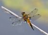 Four-spotted Chaser at Bowers Marsh (RSPB) (Graham Oakes) (45006 bytes)