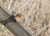 Stonechat at Wallasea Island (RSPB) (Andrew Armstrong) (75379 bytes)