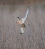 Short-eared Owl at Wallasea Island (RSPB) (Jeff Delve) (54492 bytes)