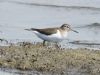 Common Sandpiper at West Canvey Marsh (RSPB) (Graham Oakes) (89213 bytes)