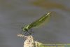 Banded Demoiselle at Cherry Orchard Country Park (Richard Howard) (40915 bytes)
