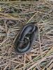 Grass Snake at South Fambridge (Paul Baker) (137327 bytes)