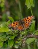 Comma at Canvey Wick (Jeff Delve) (78087 bytes)
