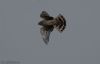 Hen Harrier at Wallasea Island (RSPB) (Jeff Delve) (27057 bytes)