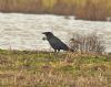 Raven at Bowers Marsh (RSPB) (Graham Oakes) (94654 bytes)