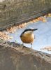 Nuthatch at Pound Wood (Graham Oakes) (62938 bytes)