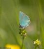 Green Hairstreak at Canvey Way (Jeff Delve) (41345 bytes)
