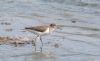 Common Sandpiper at Lower Raypits (Andrew Armstrong) (54083 bytes)
