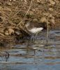 Green Sandpiper at Lower Raypits (Jeff Delve) (131222 bytes)