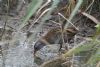 Water Rail at Bowers Marsh (RSPB) (John Wright) (85259 bytes)