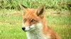 Red Fox at South Fambridge (Paul Baker) (72947 bytes)