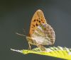 Silver-washed Fritillary at Belfairs N.R. (Andrew Armstrong) (49708 bytes)