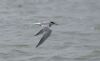 Common Tern at River Roach (Graham Mee) (26812 bytes)