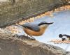 Nuthatch at Pound Wood (Graham Oakes) (80322 bytes)
