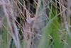 Marsh Warbler at Benfleet Downs (Tim Bourne) (53945 bytes)
