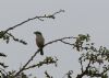 Great Grey Shrike at Bowers Marsh (RSPB) (Tim Bourne) (51198 bytes)