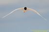 Mediterranean Gull at Canvey Point (Richard Howard) (40967 bytes)