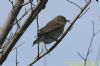 Garden Warbler at Gunners Park (Richard Howard) (44970 bytes)