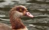 Egyptian Goose at Friars Park (Steve Arlow) (198197 bytes)
