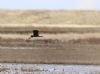 Glossy Ibis at Wallasea Island (RSPB) (Matt Bruty) (51007 bytes)