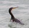 Shag at Gunners Park (Andrew Armstrong) (80984 bytes)