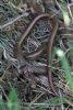 Slow-worm at Hadleigh Downs (Mike Bailey) (85801 bytes)