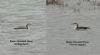 Black-throated Diver at Wallasea Island (RSPB) (Steve Arlow) (42581 bytes)