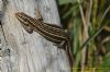 Common Lizard at West Canvey Marsh (RSPB) (Richard Howard) (91184 bytes)