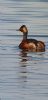 Black-necked Grebe at Paglesham Lagoon (Neil Chambers) (40696 bytes)
