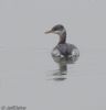 Red-necked Grebe at South Fambridge (Jeff Delve) (52230 bytes)