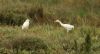 Cattle Egret at Benfleet Creek (Steve Arlow) (161923 bytes)