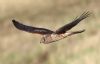 Hen Harrier at Wallasea Island (RSPB) (Jeff Delve) (31043 bytes)