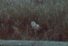 Barn Owl at Wallasea Island (RSPB) (Jeff Delve) (123000 bytes)