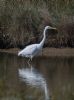 Great White Egret at Vange Marsh (RSPB) (Jeff Delve) (80205 bytes)