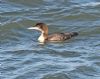 Great Northern Diver at Southend Pier (Graham Oakes) (114902 bytes)