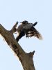 Lesser Spotted Woodpecker at Hockley Woods (Tim Bourne) (36238 bytes)